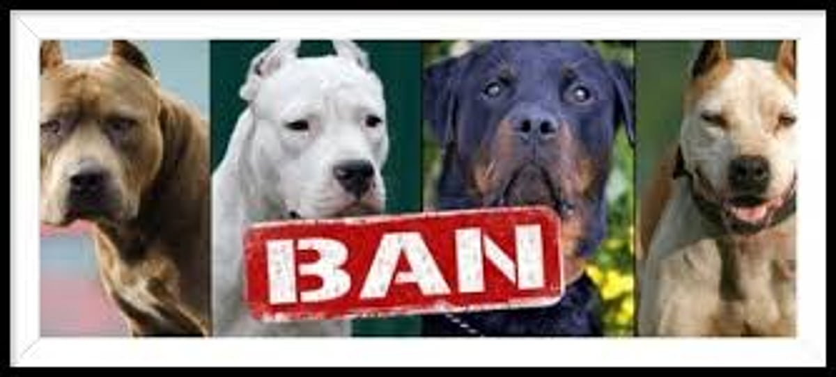Street voices: Should Rottweiler and pit bull dog breeds be banned?