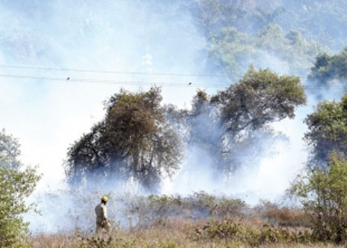 Stretch of mangroves on fire for over nine hours