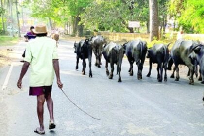 Stringent action needed against stray cattle menace