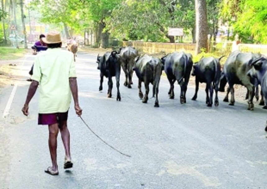 Stringent action needed against stray cattle menace