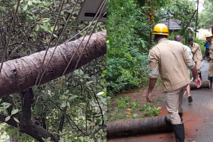 Strong Winds and Heavy Rainfall Cause Coconut Tree to Fall on Electrical Pole in Arambol, Pernem