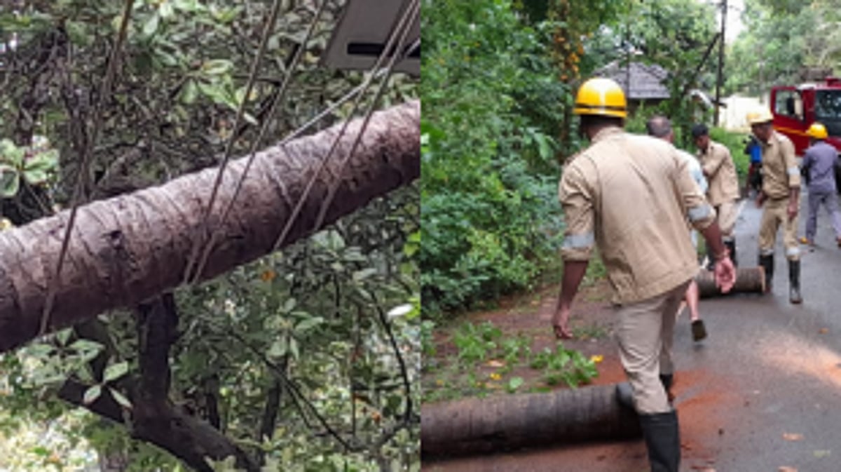 Strong Winds and Heavy Rainfall Cause Coconut Tree to Fall on Electrical Pole in Arambol, Pernem