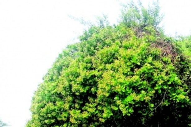 Struggling cashew farmers of Sanguem and Quepem press govt for timely subsidies, support price hike