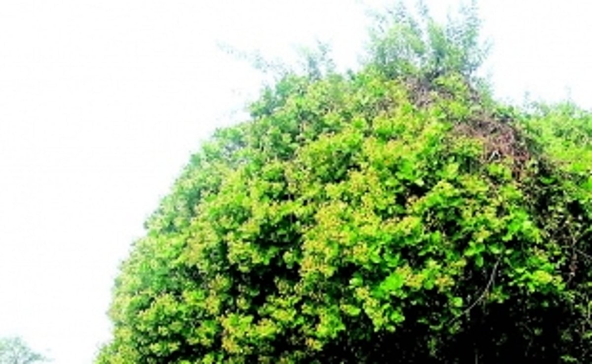 Struggling cashew farmers of Sanguem and Quepem press govt for timely subsidies, support price hike