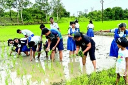 Students discover joys of farming during paddy  transplanting excursion