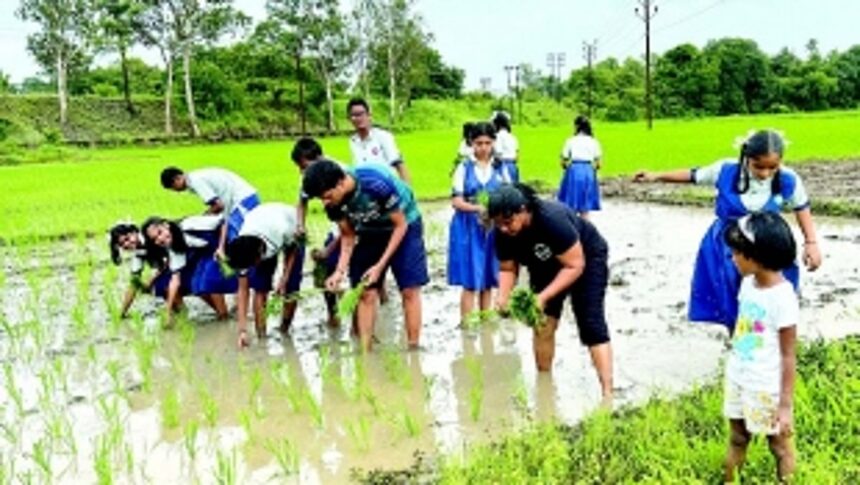 Students discover joys of farming during paddy  transplanting excursion