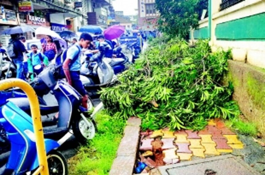 Students forced to jaywalk as trimmed branches block pavement outside Margao schools