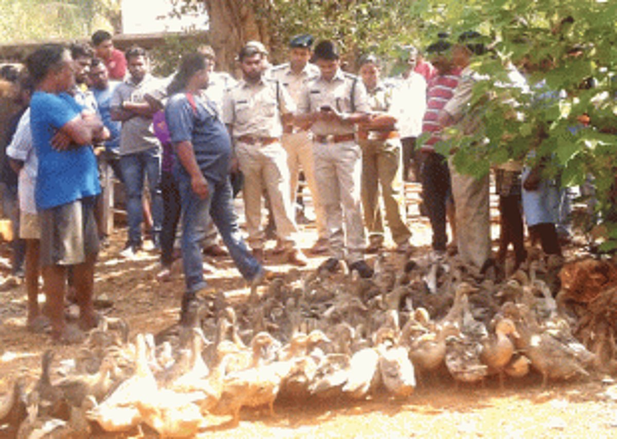Sudden appearance of duck  in Mayem surprises villagers