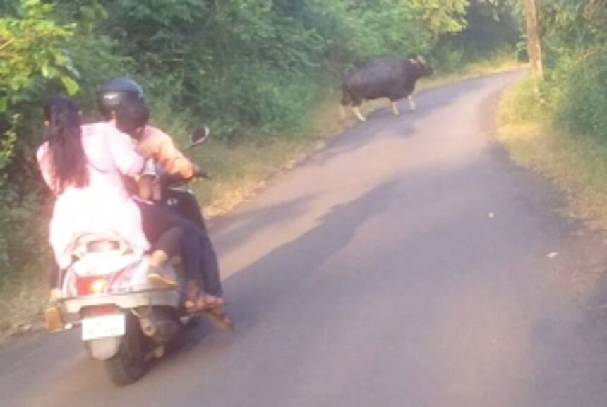 Sudden bison appearances at Dharbandora cause panic