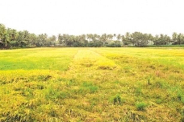 Sudden heavy downpours damage paddy crops, leave farmers in the lurch