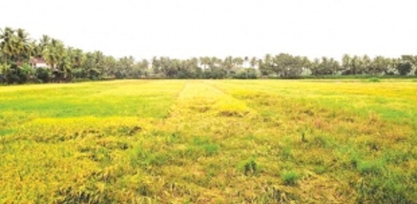 Sudden heavy downpours damage paddy crops, leave farmers in the lurch