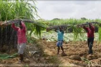 Sugarcane Farmers Urge Goa Government to Fulfill Purchase Promise