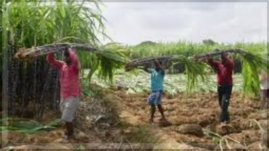 Sugarcane Farmers Urge Goa Government to Fulfill Purchase Promise 1 Sugarcane Farmers Urge Goa Government to Fulfill Purchase Promise