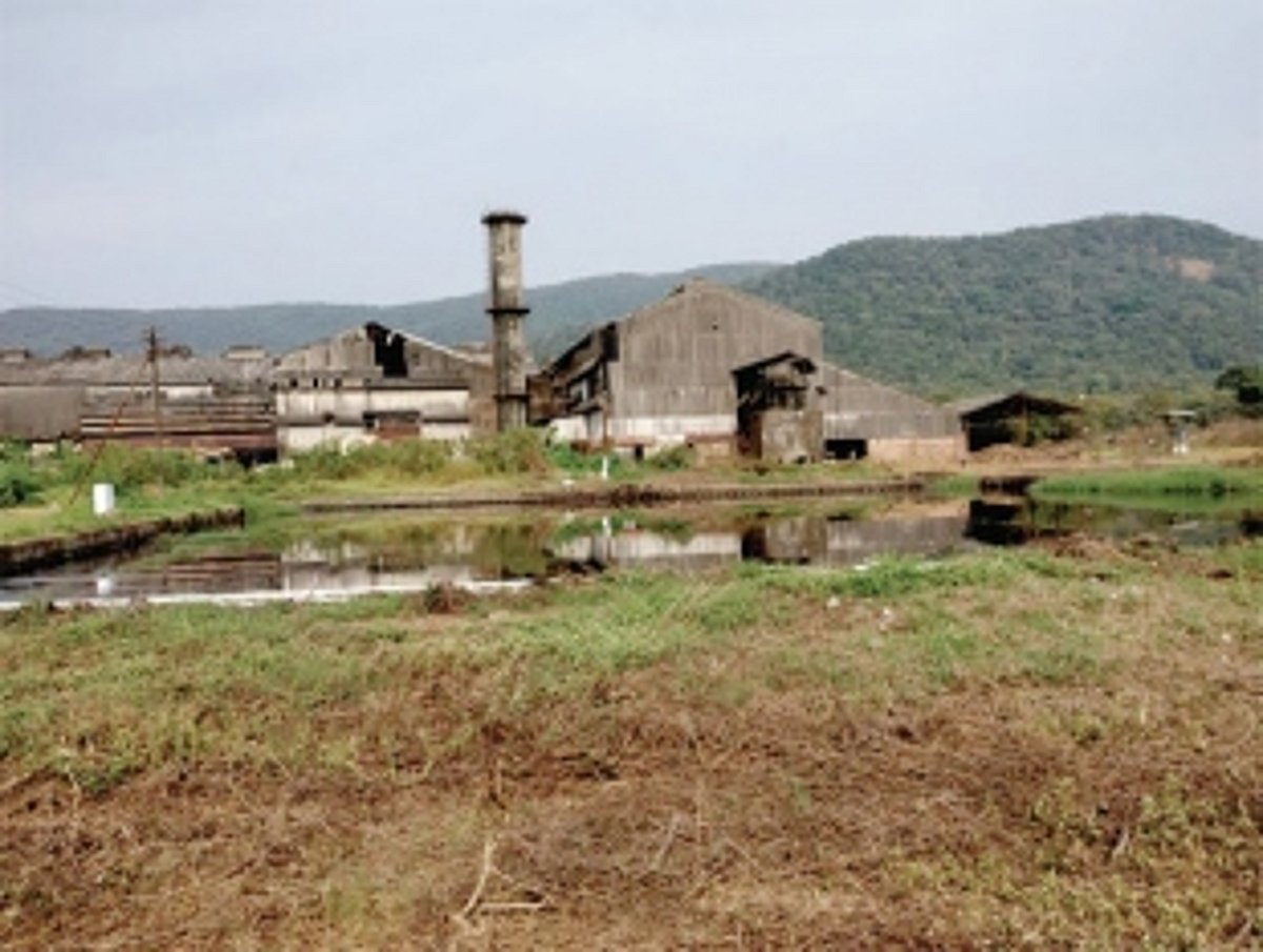 Sugarcane crushing season likely to start  from Dec 8; farmers heave sigh of relief
