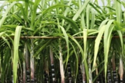 Sugarcane farmers bitter over unpaid dues