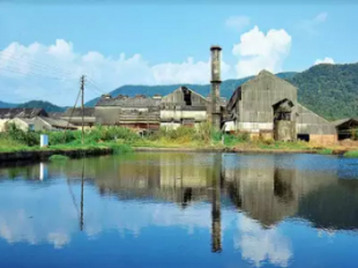 Sugarcane farmers moving to coconut farming