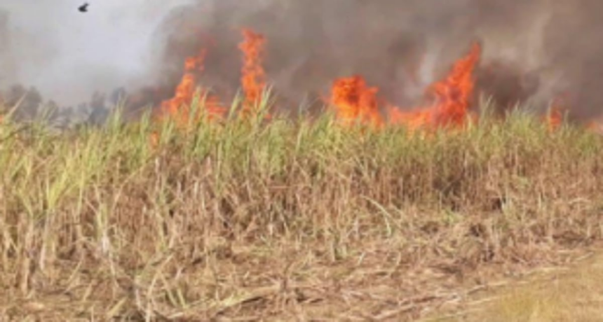 Sugarcane plantation gutted at Dhargal