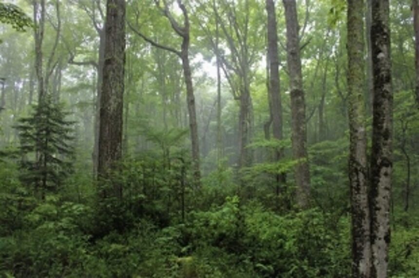 Suggestions, objections invited for finalising private forest report 1 Suggestions, objections invited for finalising private forest report