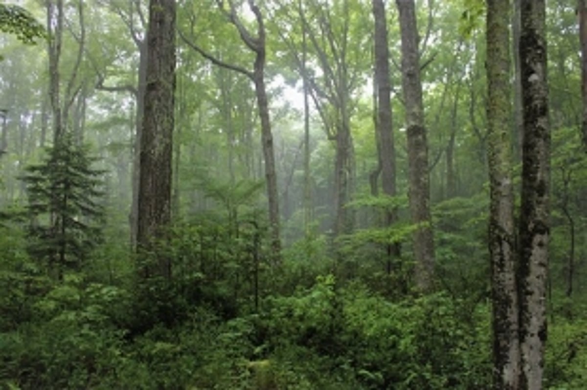 Suggestions, objections invited for finalising private forest report