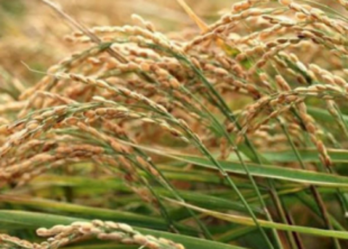 Supply of essential items is normal: Civil Supplies Dept