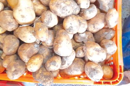 Supply quality vegetables at
horticulture outlets
