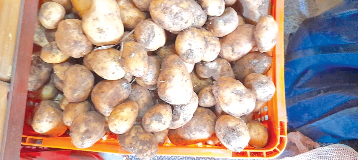 Supply quality vegetables at
horticulture outlets
