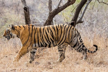 Supreme Court Orders Status Quo on Proposed Tiger Reserve in Goa, Refers Case to CEC
