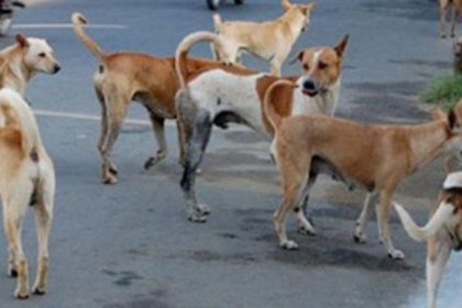 Supreme Court to Decide Fate of Stray Dogs in NCR Amid Rising Rabies Cases