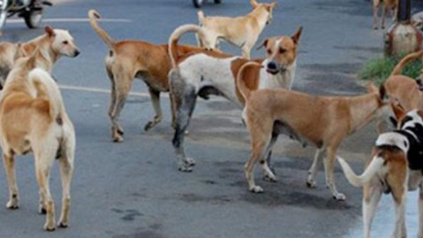 Supreme Court to Decide Fate of Stray Dogs in NCR Amid Rising Rabies Cases 1 Supreme Court to Decide Fate of Stray Dogs in NCR Amid Rising Rabies Cases