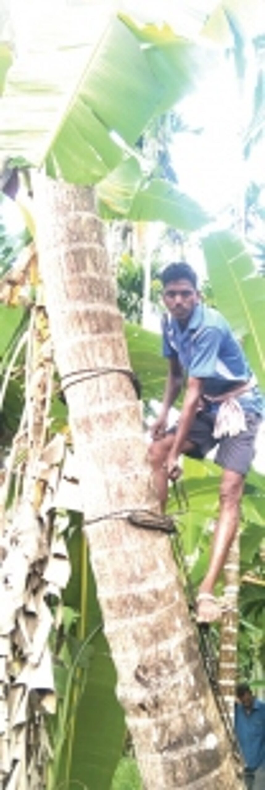 Suresh Sawant defies the trend of Goa’s vanishing toddy tappers