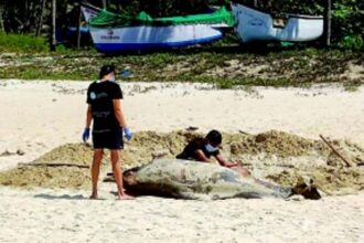 Surge in marine animal fatalities: Dead dolphins wash up in Salcete