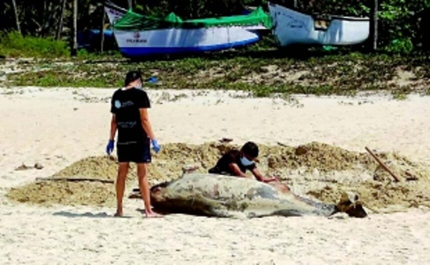 Surge in marine animal fatalities: Dead dolphins wash up in Salcete