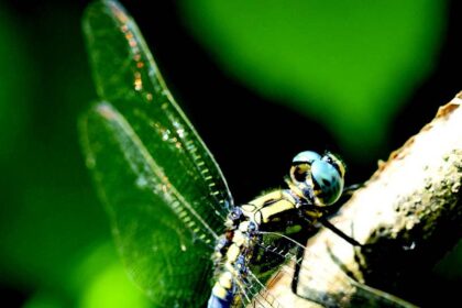 Surveying Goa’s amazing dragonflies with young eyes