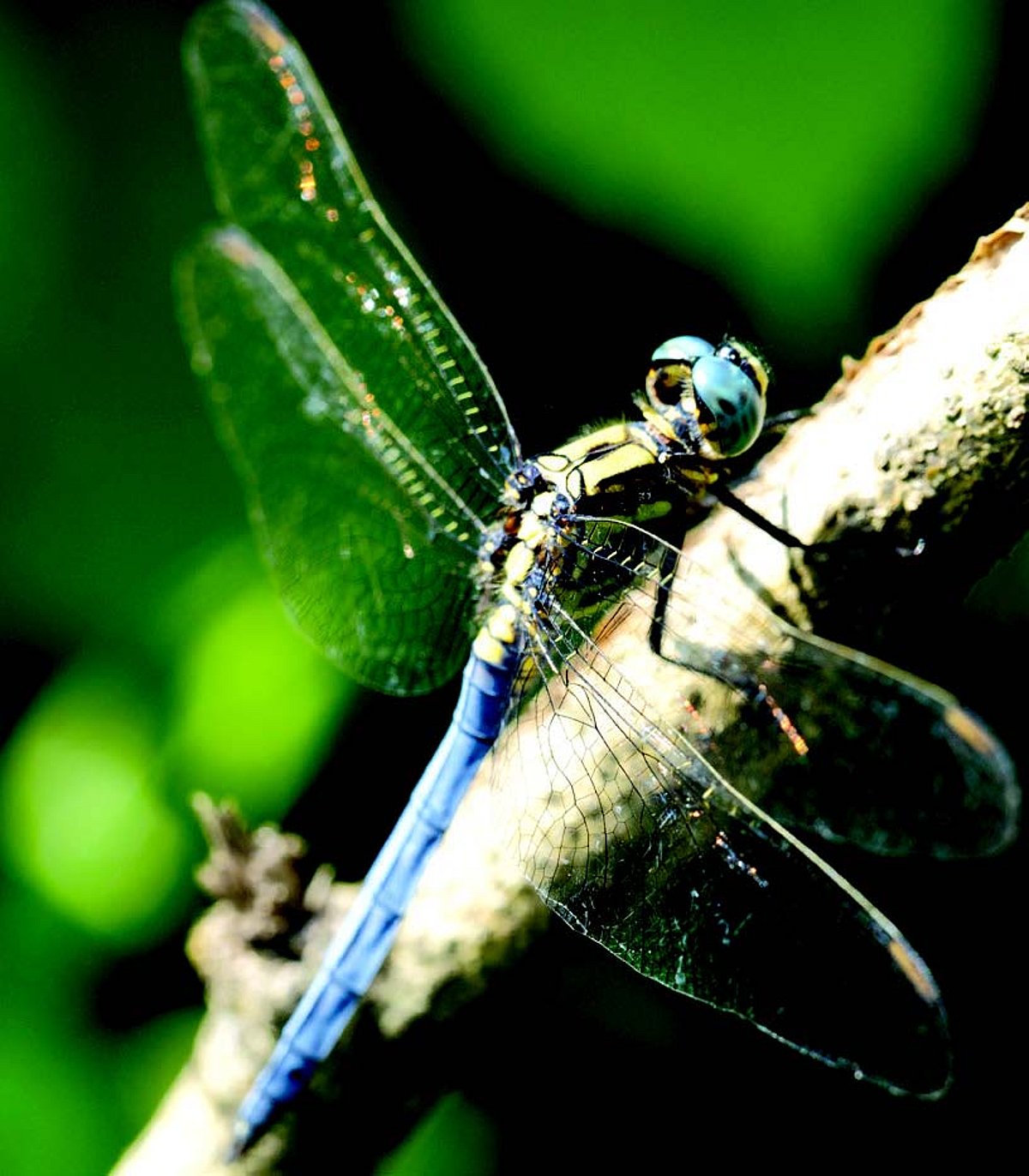 Surveying Goa’s amazing dragonflies with young eyes