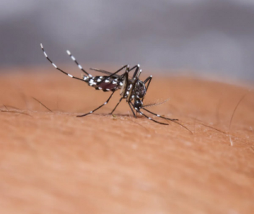 Suspected Dengue cases: Sites at Vasco inspected