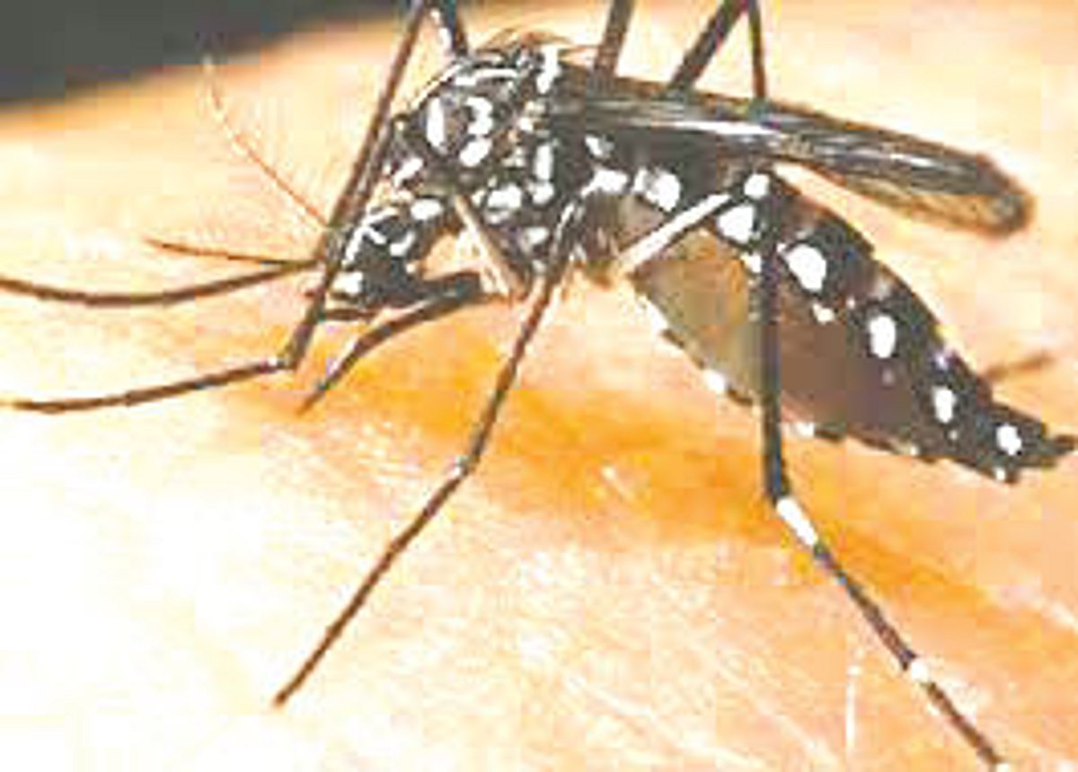 Suspected dengue cases on the rise in Vasco