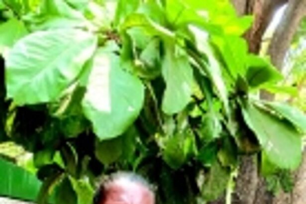 Sweet, sour and spicy: Florina Gomes’ flavourful artisanal pickles