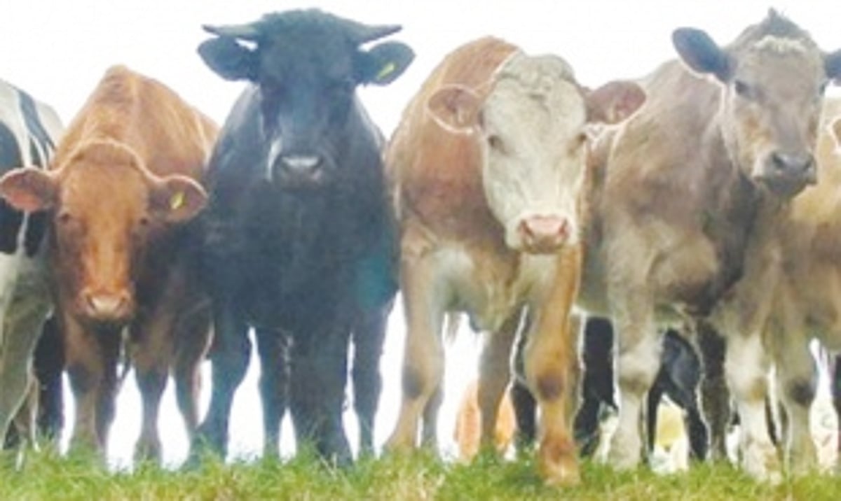 THE CONTROVERSY BEEFS  UP AGAIN