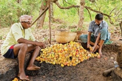 THE GOAN SPIRIT WILL GET DAMPENED IF THE ‘FENI’ LINE IS CROSSED