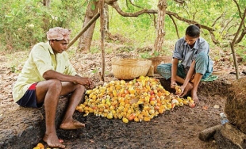 THE GOAN SPIRIT WILL GET DAMPENED IF THE ‘FENI’ LINE IS CROSSED