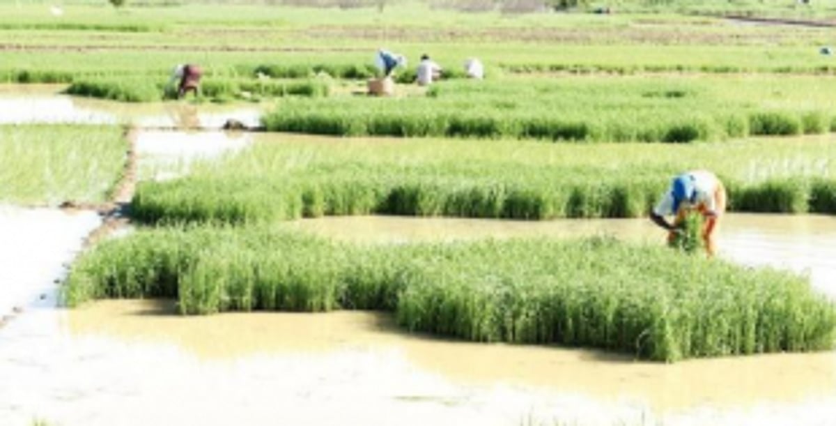 THE GREEN, GREEN GRASS OF HOME IS SWAYING AGAIN