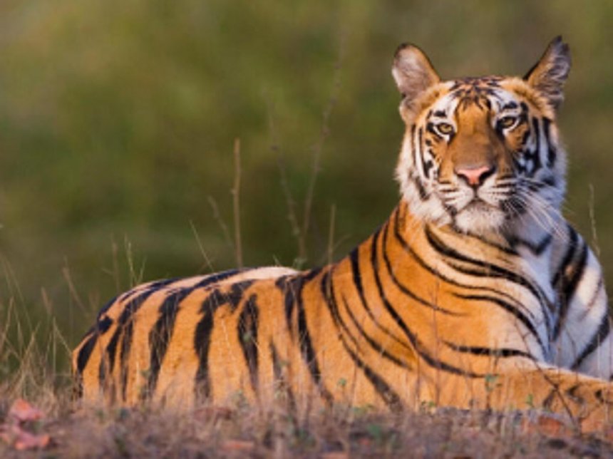 THE HIGH COURT RESCUES GOA’S FORESTS & FUTURE: Says declare Mhadei as Tiger Reserve 1 THE HIGH COURT RESCUES GOA’S FORESTS & FUTURE: Says declare Mhadei as Tiger Reserve