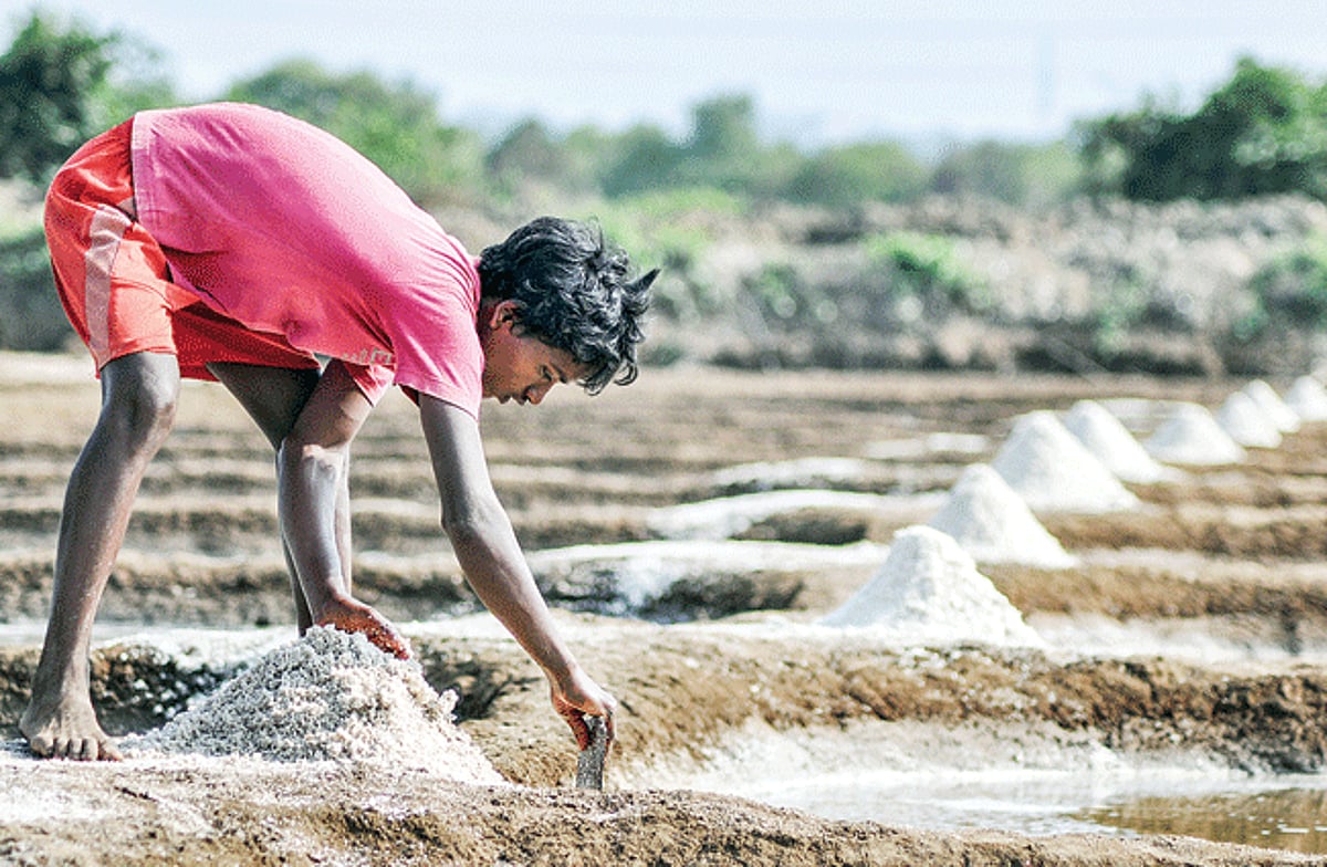 THE TASTE OF GOA:  A worker gathers crystals of salt from a saltpan along the Ribandar-Panjim road on Saturday. Salt is a vital additive in every Goan kitchen.
