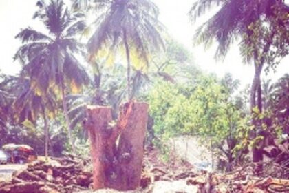 TREE SENTINELS