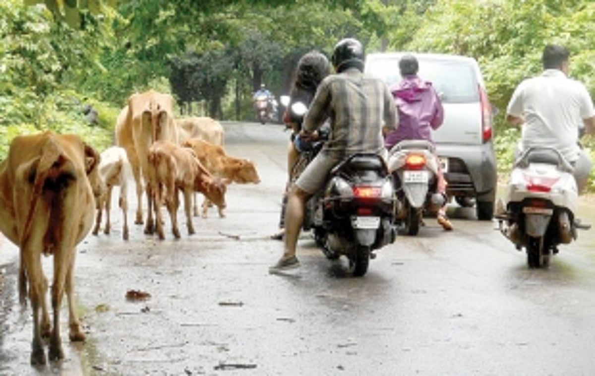 Tackle stray cattle menace in Ponda Taluka
