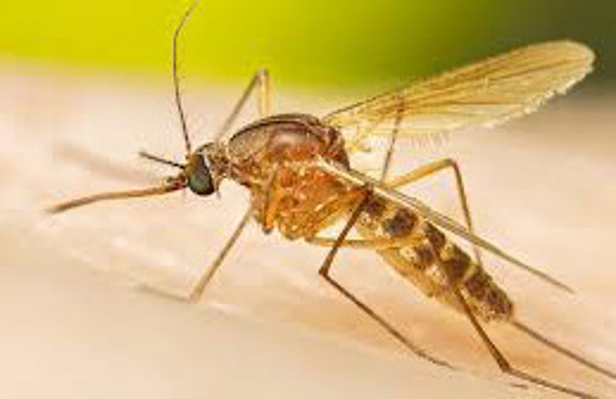 Take precautions to prevent vector borne diseases, Dr Mahatme advises students