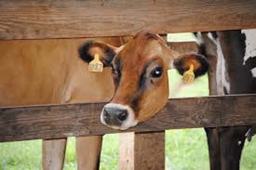 Take up dairy farming to make Goa self-reliant in milk production: CM 1 Take up dairy farming to make Goa self-reliant in milk production: CM