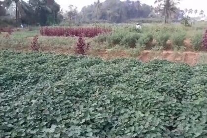 Taleigao Farmers Struggling to Get Fair Prices for Locally Grown Vegetables Amid High Demand 