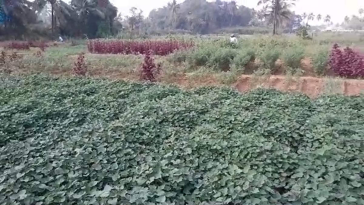 Taleigao Farmers Struggling to Get Fair Prices for Locally Grown Vegetables Amid High Demand 