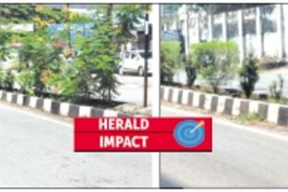 Tall plants along road median in Vasco replaced